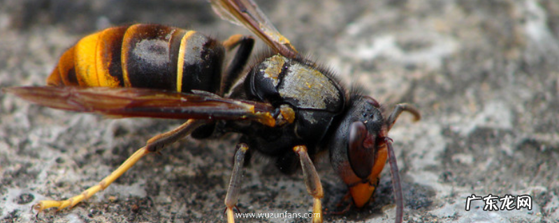 马蜂 胡蜂养殖是骗局吗,具体分析