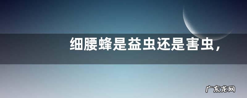 细腰蜂是益虫还是害虫,附食物习性