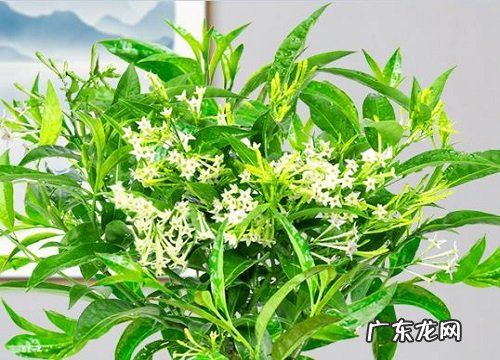 夜来香耐寒最低温度 最低适应温度是多少度