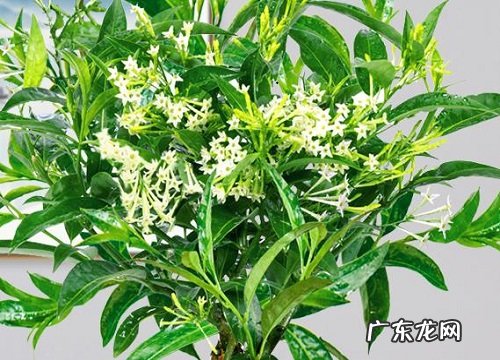 夜来香耐寒最低温度 最低适应温度是多少度