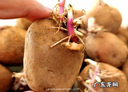 土豆有种子吗 土豆的种子是怎么样的