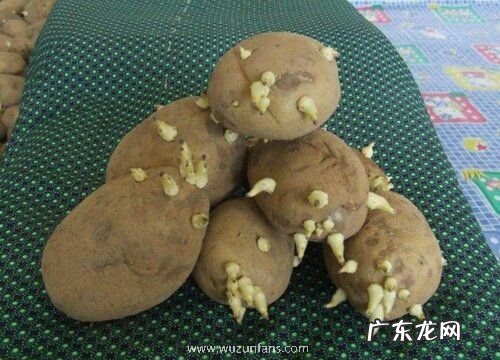 土豆有种子吗 土豆的种子是怎么样的