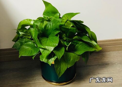 绿萝耐寒耐冻吗 耐低温是多少度