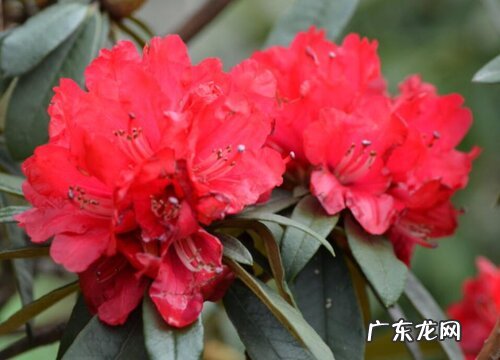 杜鹃冬天会死吗 冬天杜鹃花怎么不会让它死