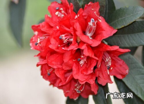 杜鹃冬天会死吗 冬天杜鹃花怎么不会让它死