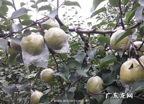 砀山酥梨什么时候套袋最佳