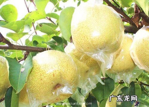 砀山酥梨什么时候套袋最佳