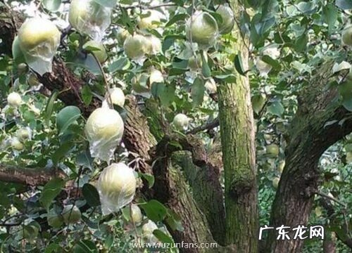 砀山酥梨什么时候套袋最佳
