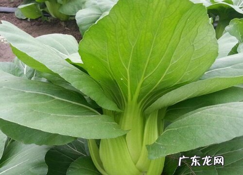 油菜和棠菜是一种菜吗