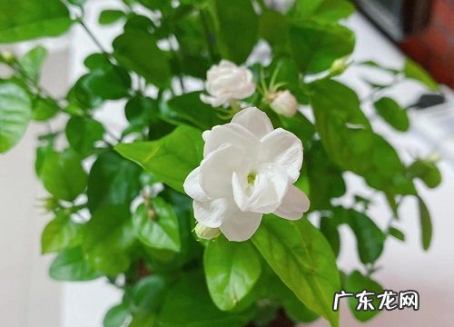 茉莉花哪个品种最好养最香 茉莉花品种介绍