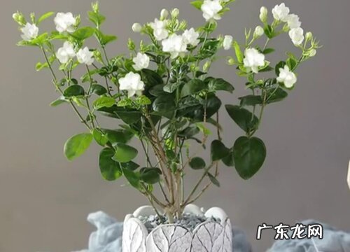 茉莉花哪个品种最好养最香 茉莉花品种介绍