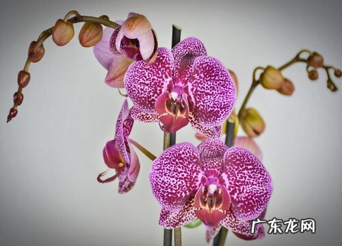 春兰艺草品种有哪些 优秀春兰种类与鉴赏