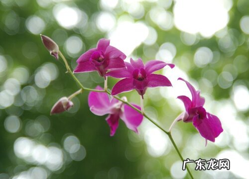 春兰艺草品种有哪些 优秀春兰种类与鉴赏