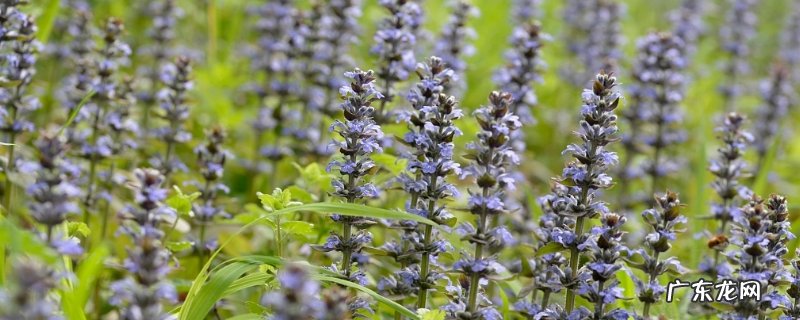 野坝子什么时候开花，野坝子地理分布情况