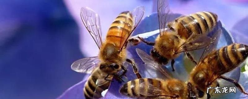 土蜂蜜一年能取几次蜜，附取蜜时间