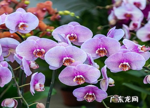 兰花什么品种最好最名贵 兰花最贵的品种排名