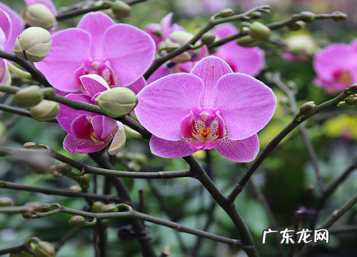 兰花什么品种最好最名贵 兰花最贵的品种排名