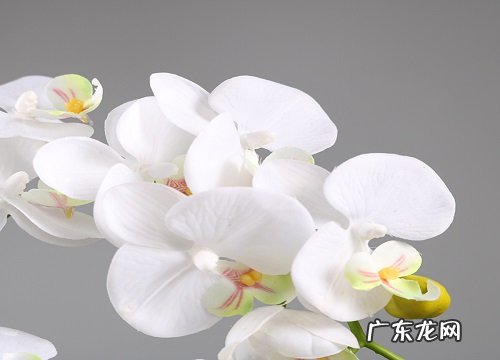 兰花什么品种最好最名贵 兰花最贵的品种排名