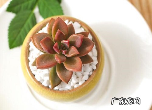 皮实好养的多肉品种 好养活又漂亮的多肉种类