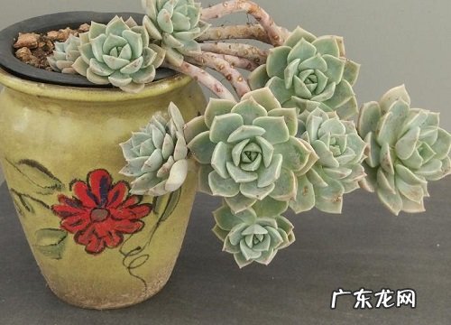 皮实好养的多肉品种 好养活又漂亮的多肉种类