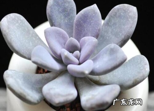 皮实好养的多肉品种 好养活又漂亮的多肉种类