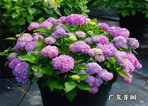 绣球花什么时候分株 分株移植时间与方法