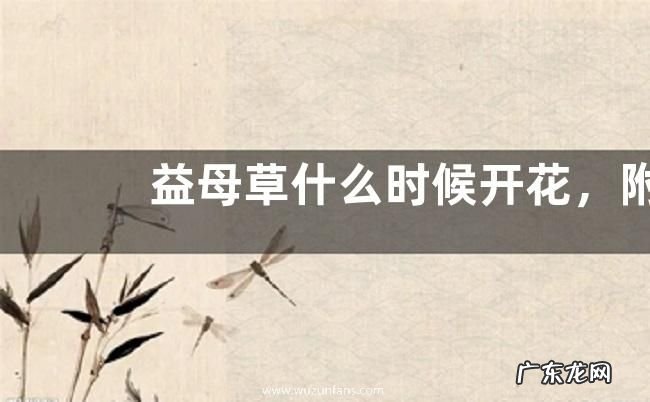 益母草什么时候开花,附泌蜜条件