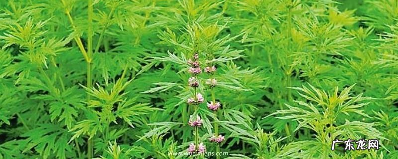 益母草什么时候开花,附泌蜜条件