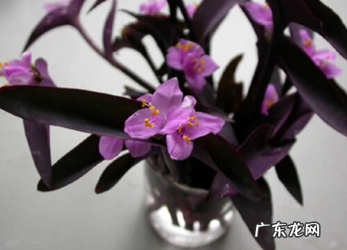 紫竹梅耐寒吗 耐寒最低多少度