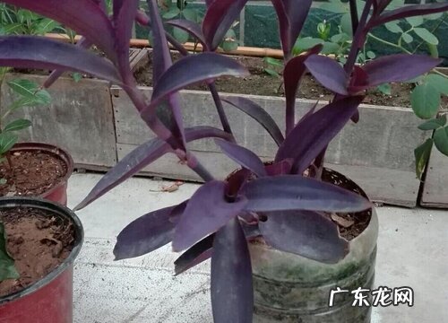 紫竹梅耐寒吗 耐寒最低多少度