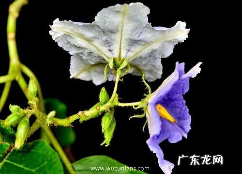 蓝花茄耐寒吗 耐寒零下多少度