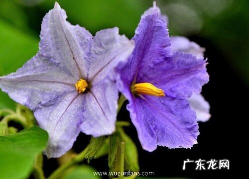 蓝花茄耐寒吗 耐寒零下多少度