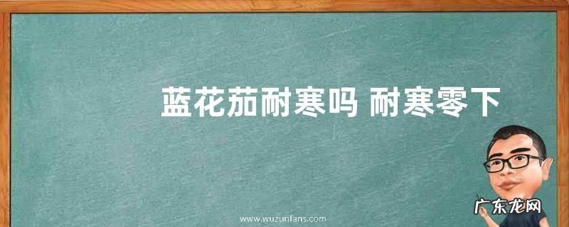 蓝花茄耐寒吗 耐寒零下多少度