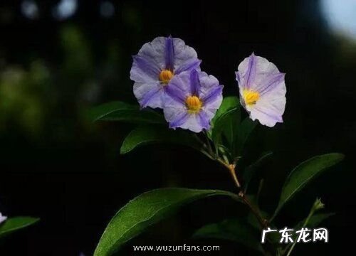 蓝花茄耐寒吗 耐寒零下多少度