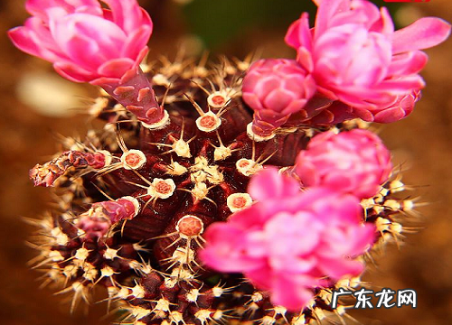 丽花仙人球经典品种 最爱开花的仙人球品种介绍