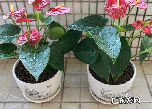 火鹤的养殖方法和注意事项有哪些