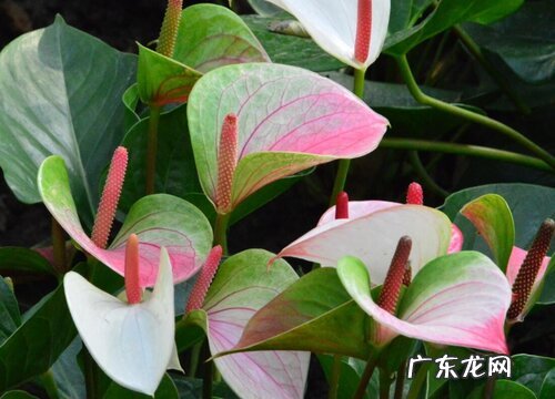 火鹤的养殖方法和注意事项有哪些