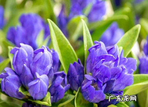 龙胆花耐寒多少度 冬季养护温度及方法