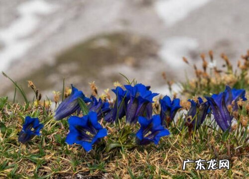 龙胆花耐寒多少度 冬季养护温度及方法