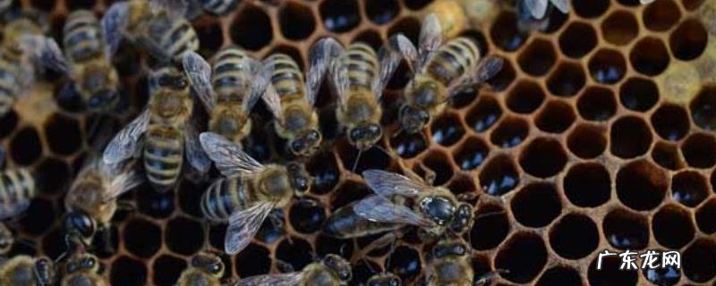 工蜂封盖子脾几天出幼蜂,附封盖时间和群体职责