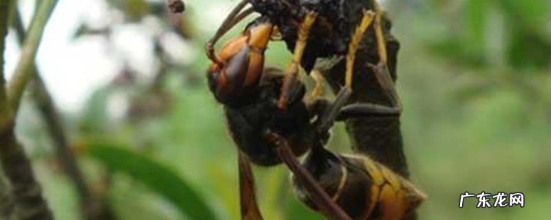 黄腰虎头蜂蛰了怎么处理?注意事项有哪些