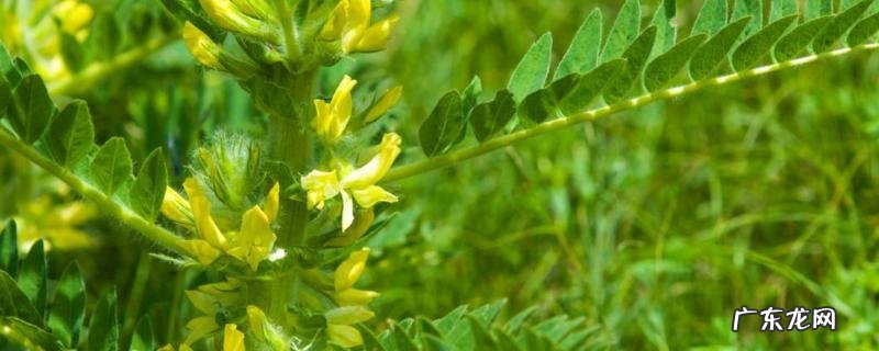 黄芪什么时候开花,附地理分布