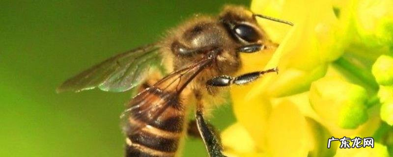 被蜜蜂蛰消肿小妙招及注意事项，过敏严重则要及时就诊