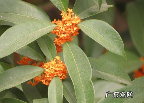 最香最浓的金桂品种 最好的金桂品种排行