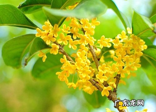 最香最浓的金桂品种 最好的金桂品种排行