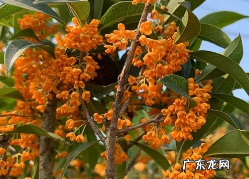 最香最浓的金桂品种 最好的金桂品种排行