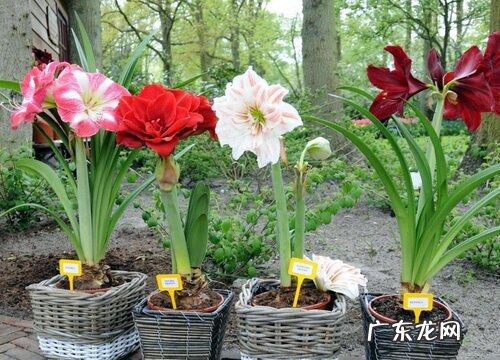 朱顶红用多大的盆种