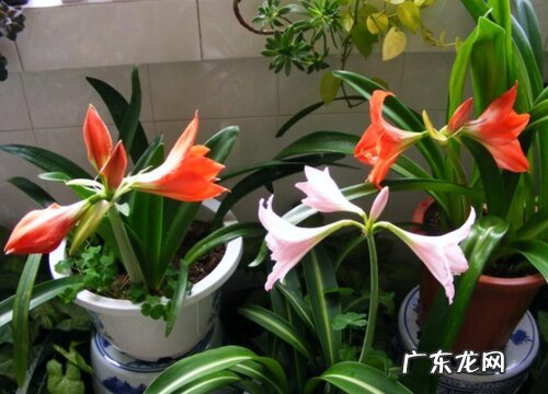 朱顶红用多大的盆种