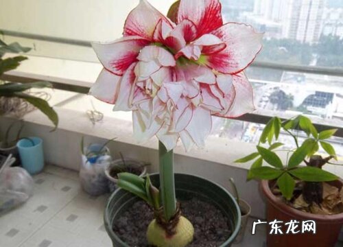 朱顶红用多大的盆种