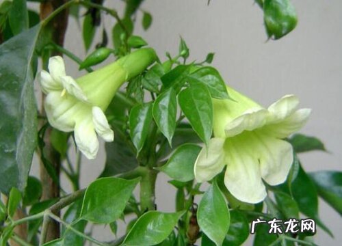 幸福树会开花吗 开的花是什么样子